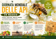 Giornata Mondiale delle Api: il silenzioso collasso degli impollinatori che minaccia il nostro futuro
